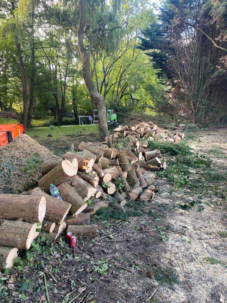 This is a photo of a wood area which is having multiple trees removed. The trees have been cut up into logs and are stacked in a row. Gamston Tree Surgeons